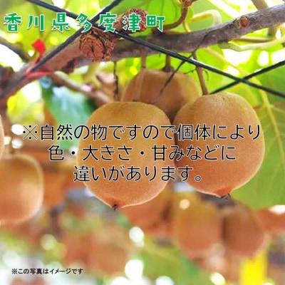 香川県オリジナルキウイフルーツ『さぬきゴールド』大玉約3.5kg【C-16】