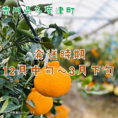 不知火(デコポン)ハウス栽培 約3kg【令和7年12月下旬頃～】【B-32】