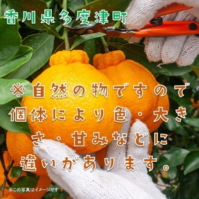 不知火(デコポン)ハウス栽培 約3kg【令和8年12月下旬頃～】【B-32】