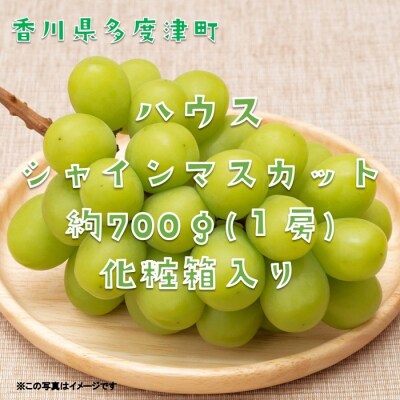 ハウスシャインマスカット　1房　化粧箱【令和7年7月下旬頃発送!先行受付中!】【B-35】