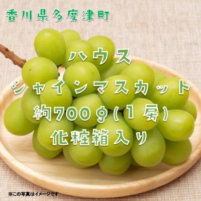 ハウスシャインマスカット　1房　化粧箱【令和8年7月下旬頃発送!先行受付中!】【B-35】