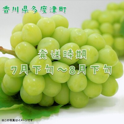 ハウスシャインマスカット　1房　化粧箱【令和7年7月下旬頃発送!先行受付中!】【B-35】