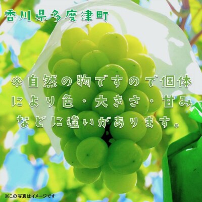ハウスシャインマスカット　1房　化粧箱【令和7年7月下旬頃発送!先行受付中!】【B-35】