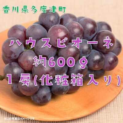 ハウスピオーネ　1房　化粧箱【令和8年7月下旬頃発送!先行受付中!】【A-51】