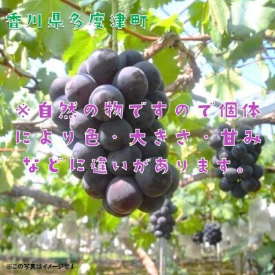 ハウスピオーネ　1房　化粧箱【令和8年7月下旬頃発送!先行受付中!】【A-51】