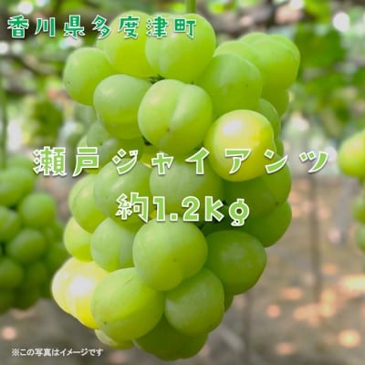 多度津町産 瀬戸ジャイアンツ　約1.2kg【令和8年9月上旬頃より発送!】【A-45】