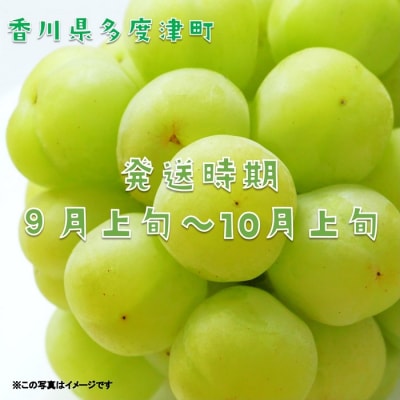 多度津町産 瀬戸ジャイアンツ　約1.2kg【令和8年9月上旬頃より発送!】【A-45】