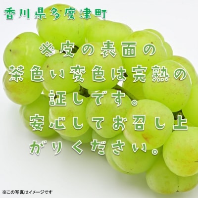 多度津町産 瀬戸ジャイアンツ　約1.2kg【令和8年9月上旬頃より発送!】【A-45】