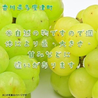 多度津町産 瀬戸ジャイアンツ　約1.2kg【令和8年9月上旬頃より発送!】【A-45】