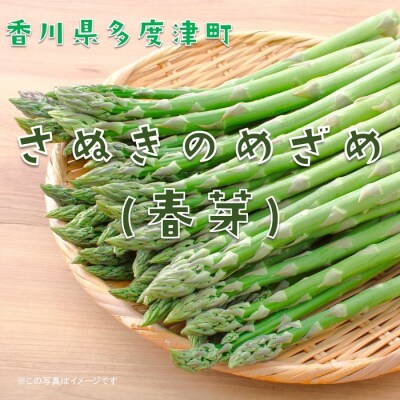 さぬきのめざめ(春芽)【令和7年3月中旬頃から発送!】【A-35】