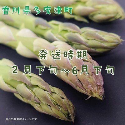 さぬきのめざめ(春芽)【令和8年3月中旬頃から発送!】【A-35】