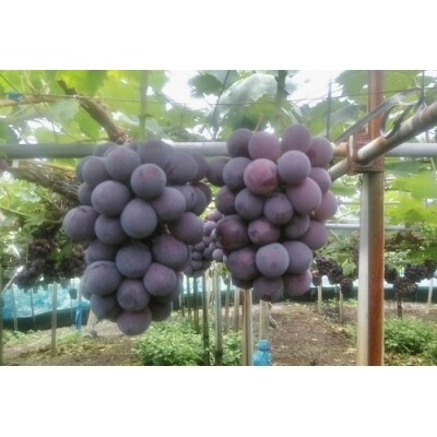 島田農園　ピオーネ2kg(3房～4房入り)【令和9年8月中旬頃発送!先行受付中】【A-78】