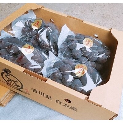 島田農園　ピオーネ2kg(3房～4房入り)【令和8年8月中旬頃発送!先行受付中】【A-78】