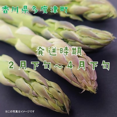 【多度津町産】さぬきのめざめ(特大サイズ約50cm)4本入り【L-34】 