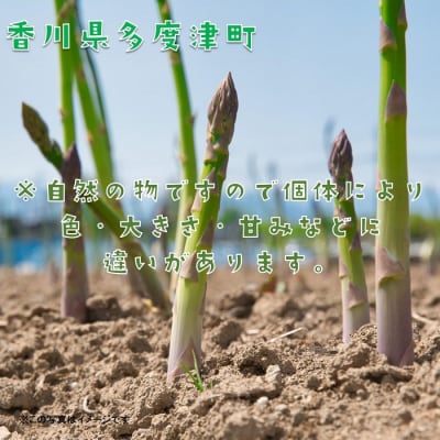  【多度津町産】さぬきのめざめ(特大サイズ約50cm)4本入り【L-34】 