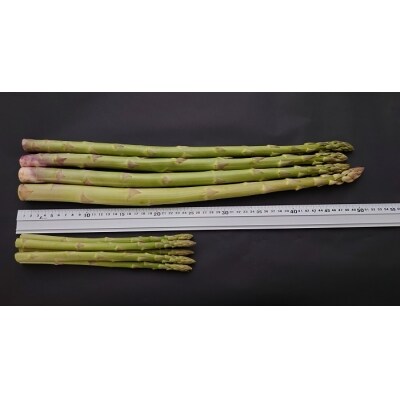  【多度津町産】さぬきのめざめ(特大サイズ約50cm)4本入り【L-34】 