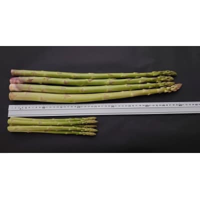  【多度津町産】さぬきのめざめ(特大サイズ約50cm)4本入り【L-34】 