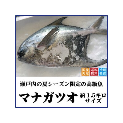 マナガツオ1尾【2023年7月頃からの出荷分受付中!】【B-4】 | ふるさと納税のお礼品