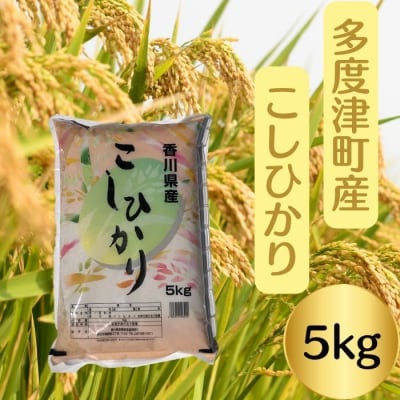 【令和8年産新米】多度津町産こしひかり 5kg 【L-38】