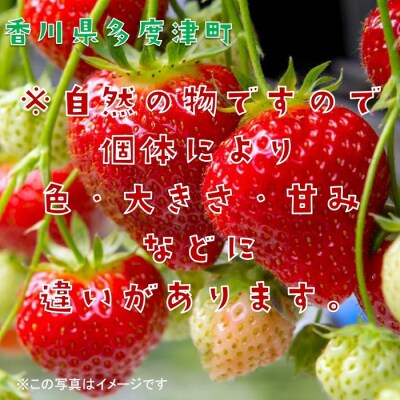 香川県オリジナル品種 さぬきひめいちご 約1kgDXパック【B-48】