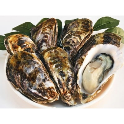 多度津白方 殻付活牡蠣カンカン焼セット 3kg (加熱用)【H-1】