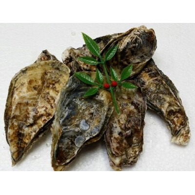 白方かき 電子レンジでお手軽調理　殻付きかき(加熱用)500g×2袋【L-31】