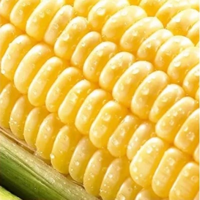 朝採れ!とうもろこし【おおもの】5kg(11本～13本)【令和7年6月下旬頃】【L-47】