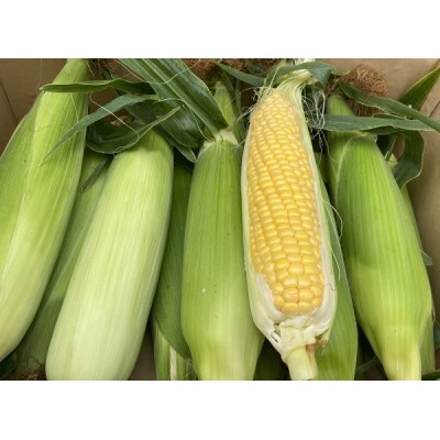朝採れ!とうもろこし【おおもの】5kg(11本～13本)【令和7年6月下旬頃】【L-47】