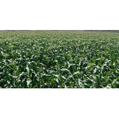 朝採れ!とうもろこし【おおもの】5kg(11本～13本)【L-47】