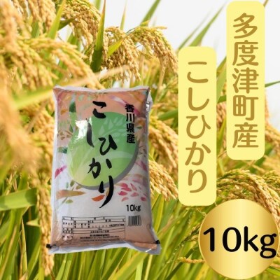 【令和8年産新米】多度津町産こしひかり 10kg 【A-93】