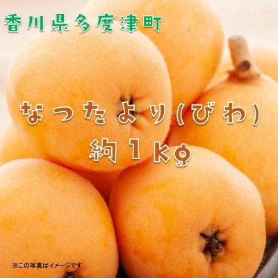 【先行受付中!令和7年6月上旬頃より発送!】なつたより(びわ)約1kg【A-41】