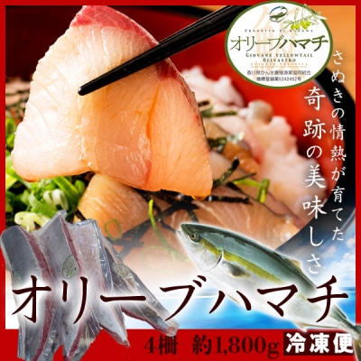 オリーブハマチ　冷凍　柵4本【B-53】
