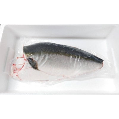 オリーブハマチ　冷凍　カマ・鱗付き半身1枚　約1.5kg(原体4.6kg)【A-107】