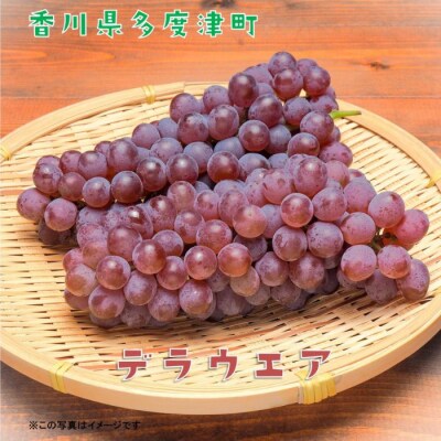 【定期便】ぶどう3種たべくらべ　旬のぶどう1種類ずつお届け【D-12】