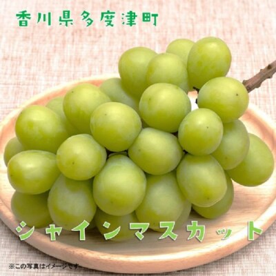 【定期便】ぶどう3種たべくらべ　旬のぶどう1種類ずつお届け【D-12】