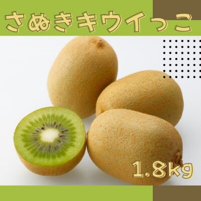 さぬきキウイっこ キウイフルーツ 1.8kg【先行受付中!令和8年11月中旬頃より】【A-114】