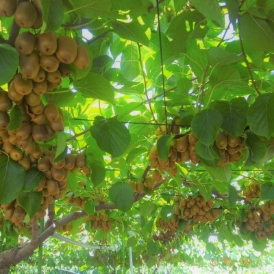 さぬきキウイっこ キウイフルーツ 1.8kg【先行受付中!令和8年11月中旬頃より】【A-114】