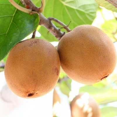 さぬきゴールド キウイフルーツ2.7kg【B-60】