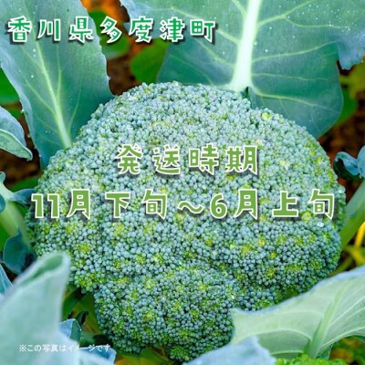 ブロッコリー約2.5kg　サイズおまかせ【L-70】