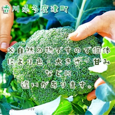 ブロッコリー約2.5kg　サイズおまかせ【L-70】