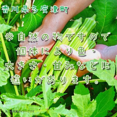 オクラ約2.1kg　30ネットまたはバラ詰め【A-144】