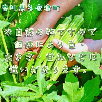 オクラ約3kgバラ詰め(わけあり)【A-145】