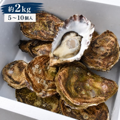 多度津白方 りょうせん 大粒夏牡蠣約2kg(生食用)【B-77】