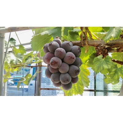 島田農園　ピオーネ1kg(2房入り)【令和9年8月中旬頃発送!予約受付中】【A-160】