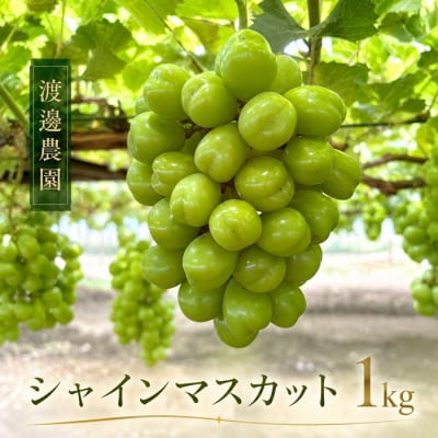 渡邊農園　シャインマスカット約1kg(2房入り)【令和9年8月下旬頃発送!予約受付中】【A-162】