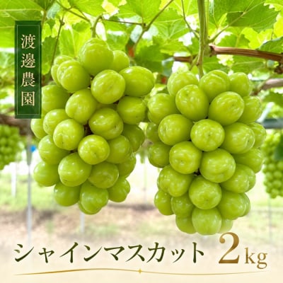 渡邊農園　シャインマスカット約2kg(3～4房入り)【令和9年8月下旬頃発送!】【B-79】