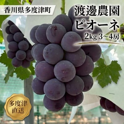 渡邊農園　ピオーネ2kg(3房～4房入り)【令和9年8月中旬頃発送!】【B-80】