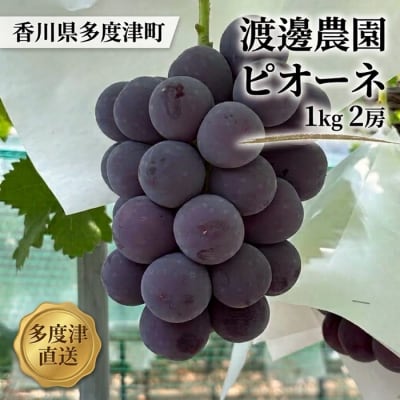 渡邊農園　ピオーネ1kg(2房入り)【令和9年8月中旬頃発送!】【A-163】