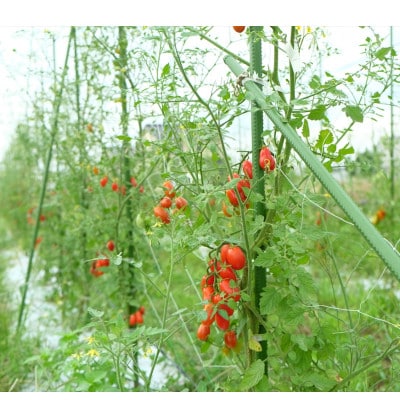 Dvegeの夏の野菜セット