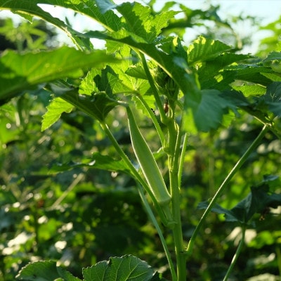 Dvegeの夏の野菜セット